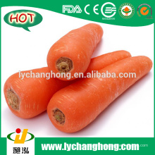 2016 New Shandong Fresh Red Carrot